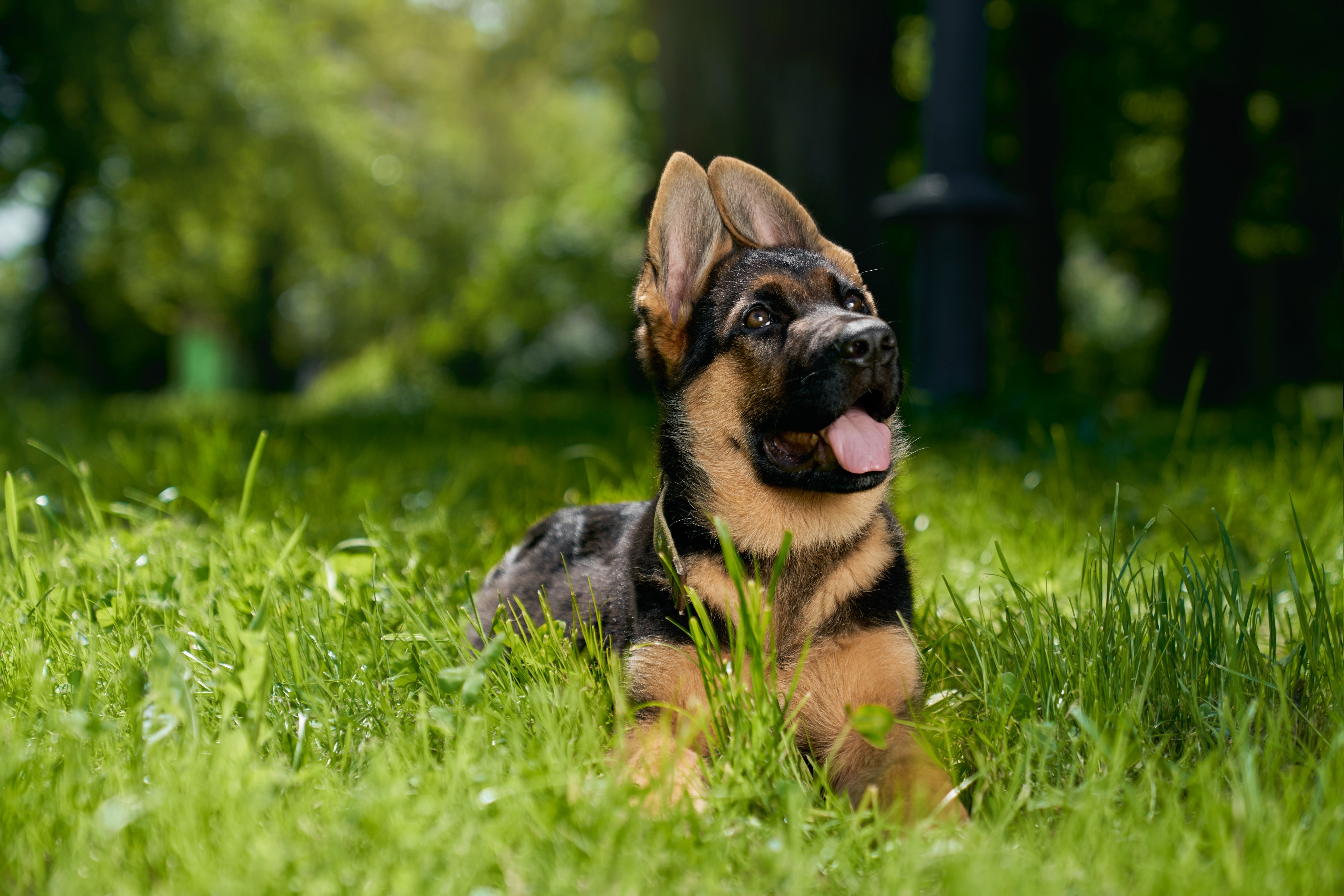 Best Food for German Shepherd in India: Complete Guide