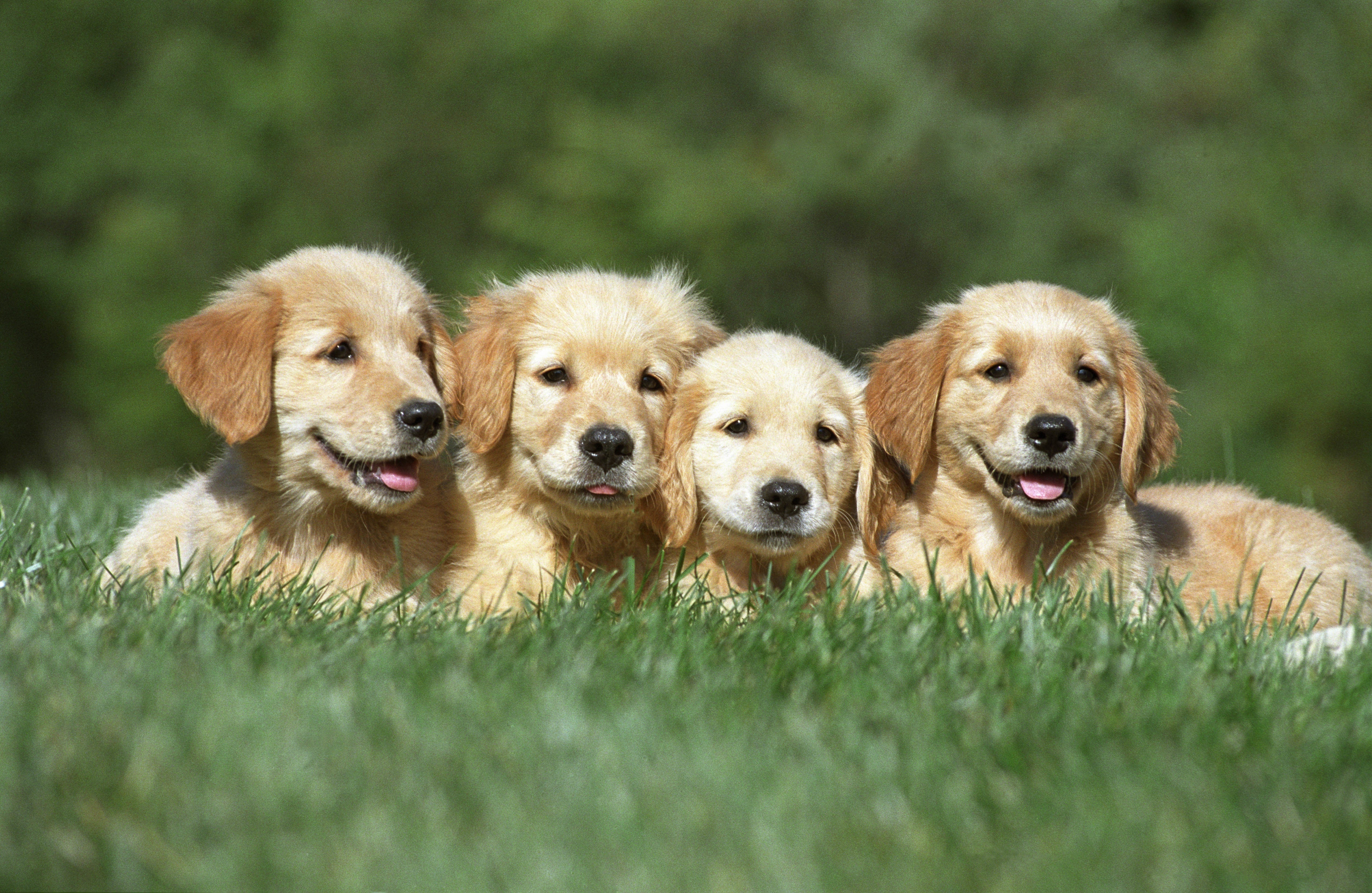 Best Food for Labrador in India: Puppy to Senior Guide