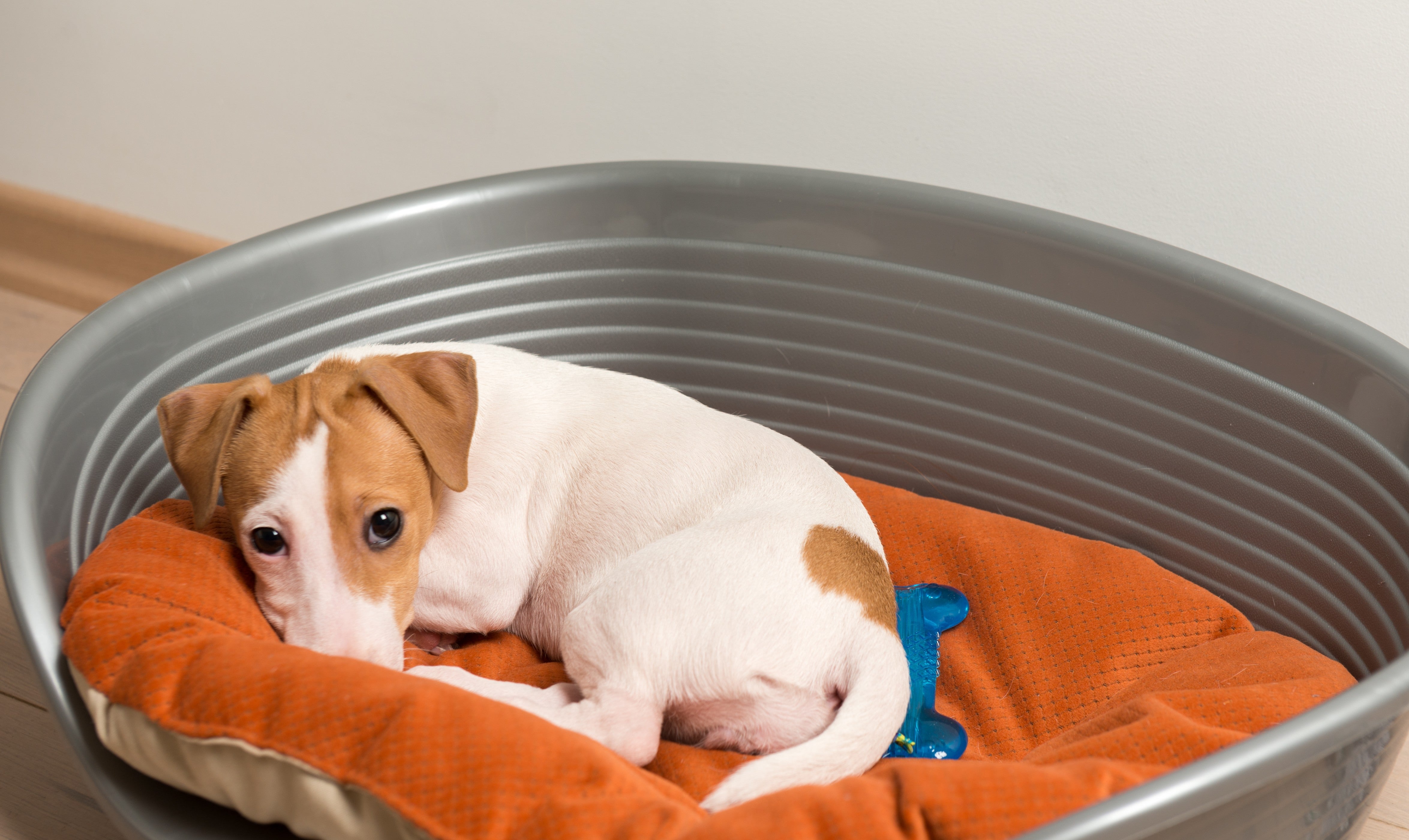 How to Toilet Train a Puppy: 7-Day Guide for Indian Pet Parents
