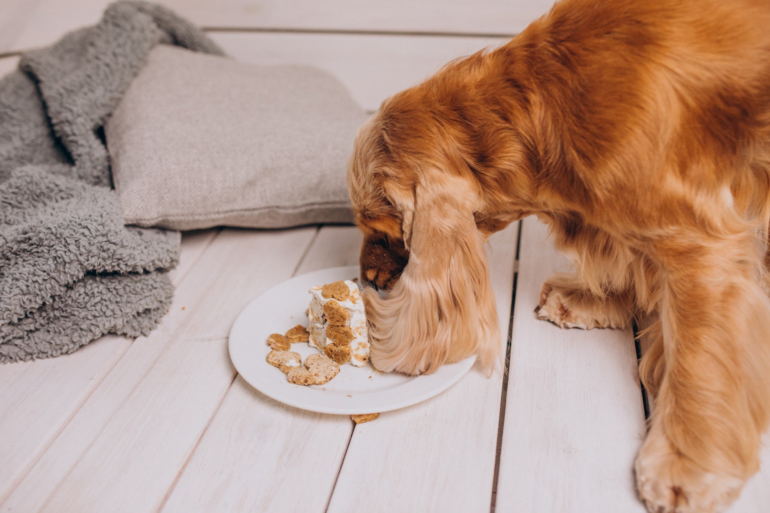 Pet Food Allergies in India: Common Causes & Diet Fixes