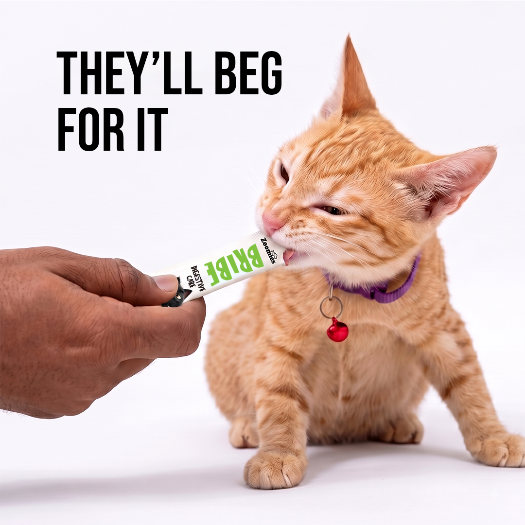 BRIBE- Digestive Care (15g) | Pack of 5